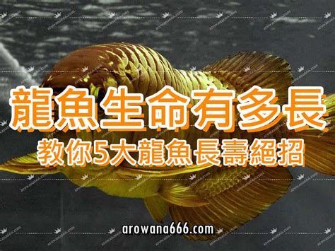 銀龍魚壽命|龍魚的壽命有多長？龍魚能活多久？